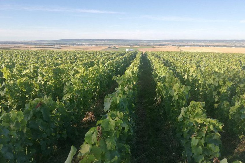 Check-out Reims: Discovery Vineyard and Tasting Champagne Coutant 4