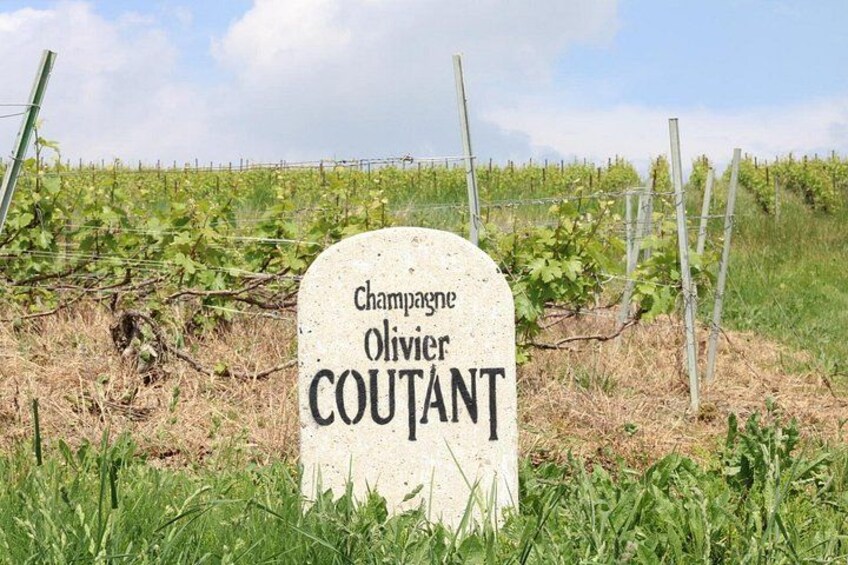 Check-out Reims: Discovery Vineyard and Tasting Champagne Coutant 5