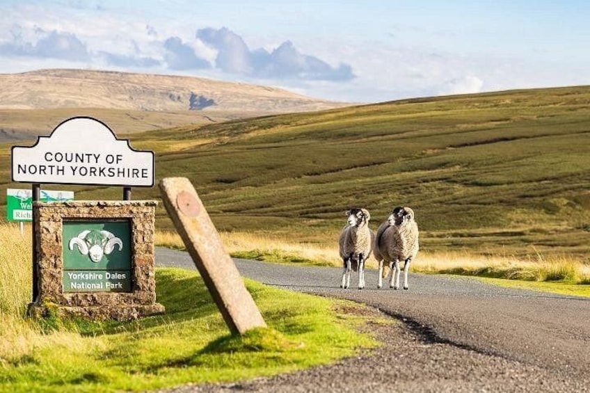 Een landweg met een bordje voor Nationaal Park Yorkshire Dales en schapen grazen op de achtergrond. 1