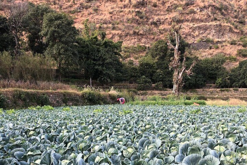 3 Day Village Homestay Experience with Local Guide from Shimla 3