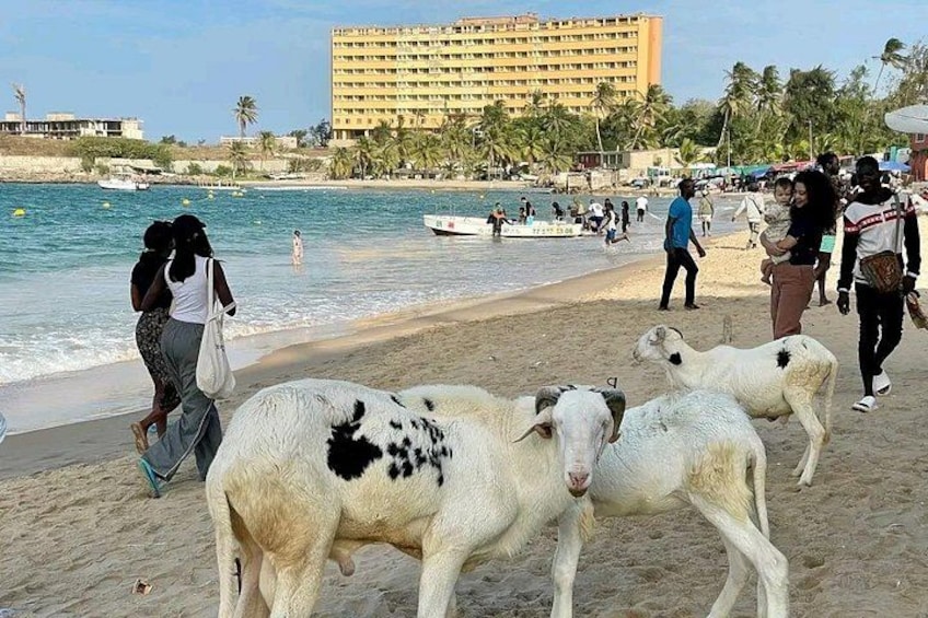 A beach with people, goats, and a hotel in the background. 5