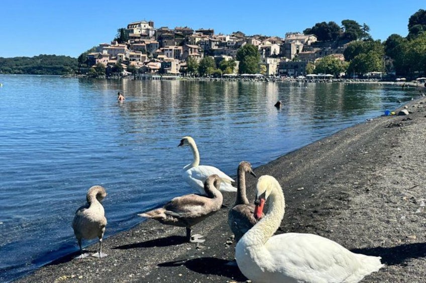 A lake with swans on the shore, a person swimming, and a town in the background. 4