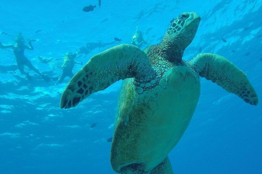 A sea turtle swimming underwater with divers in the background. 1