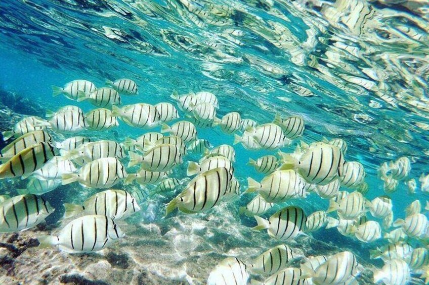 A school of striped fish swimming in clear blue water. 3