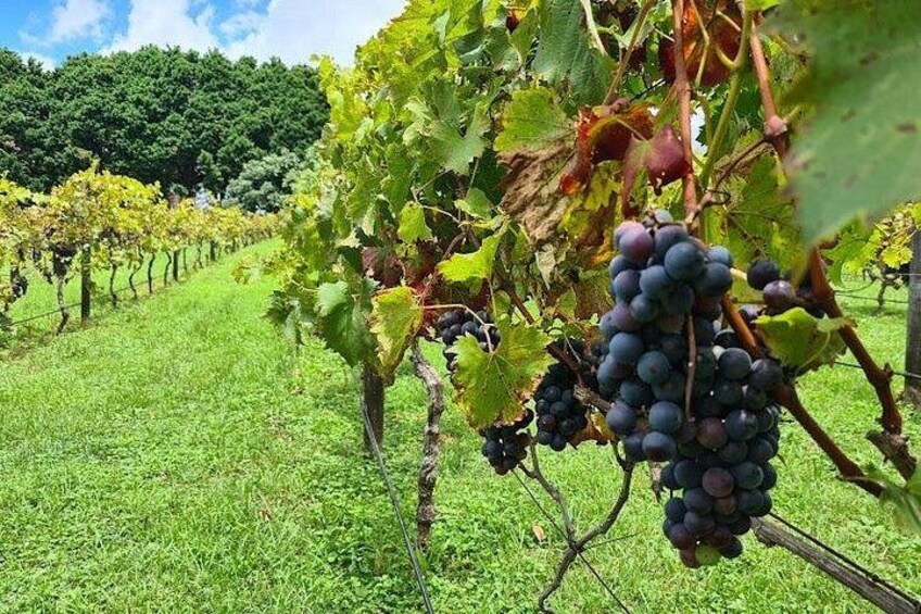 Viñedo con hileras de vides y racimos de uvas oscuras. 4