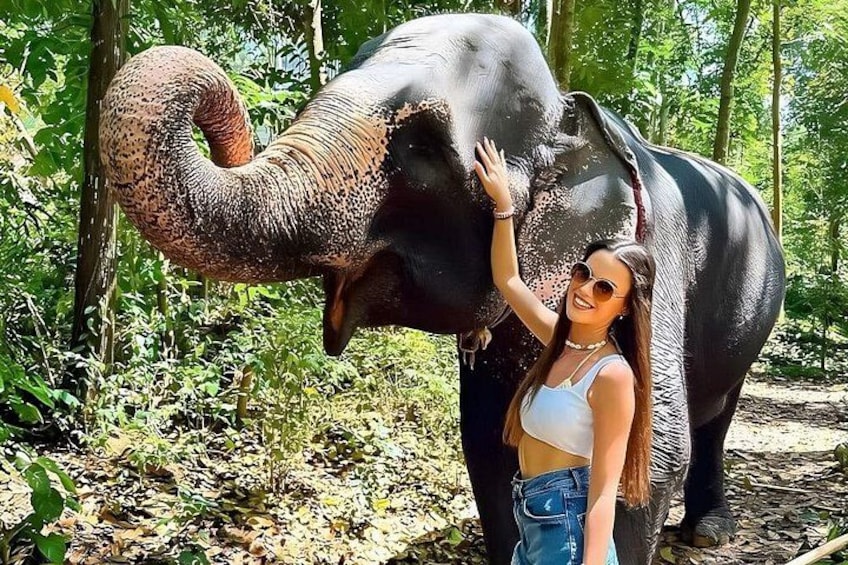A person standing next to an elephant in a forested area. 2