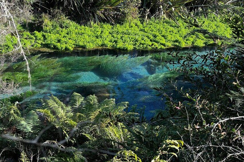 A clear water body surrounded by dense green vegetation. 3