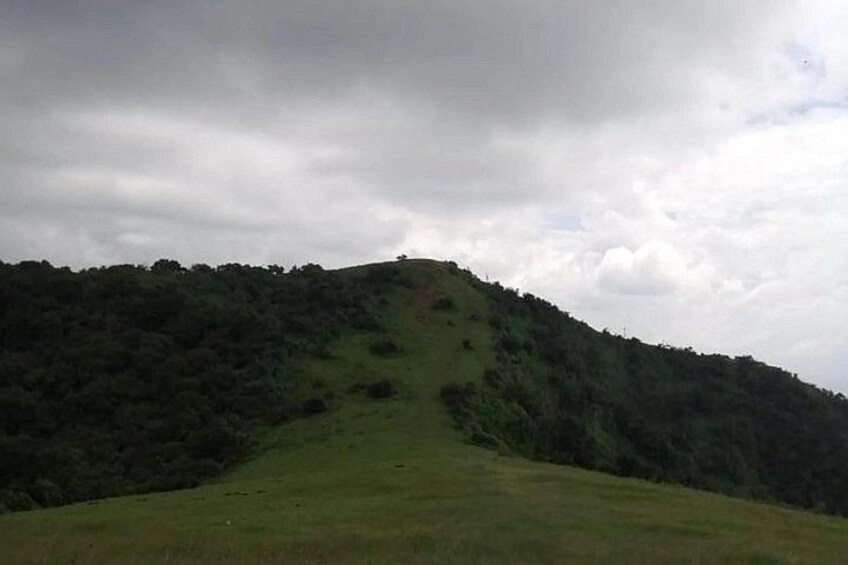 A grassy hill with a forested slope. 2