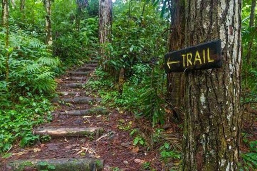 Un sendero en el bosque con un cartel que indica la dirección. 3