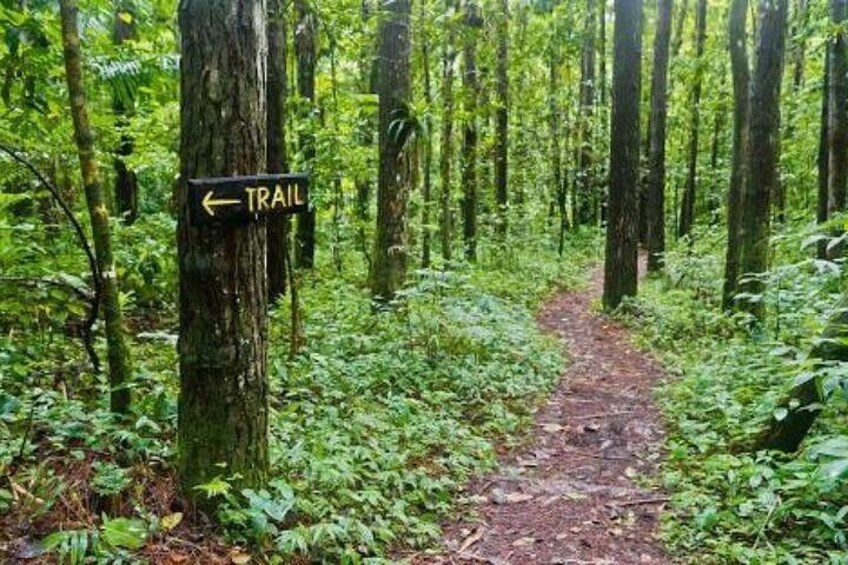 Un sendero en el bosque con un cartel que indica la dirección. 5
