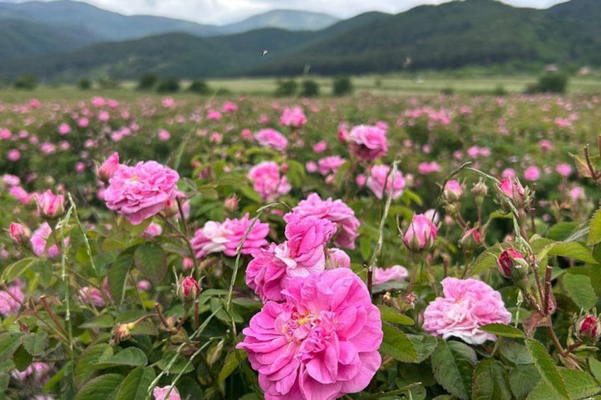 From Sofia: Rose Valley, Shipka & Buzludzha Small Group Day Tour 4
