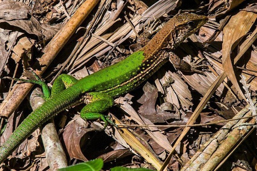 Puerto Maldonado: 2 Days Sandoval Tour - Tambopata Amazon Jungle 3