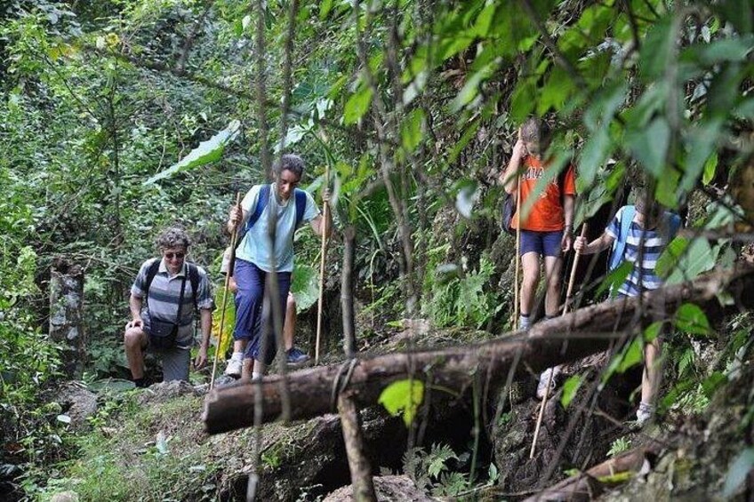 People hiking in a forested area with dense vegetation and a fallen tree in the foreground. 2
