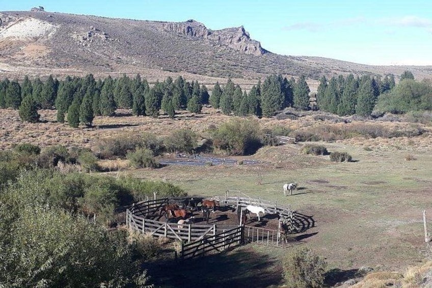 Un'area recintata con cavalli, una montagna e una foresta sullo sfondo. 4