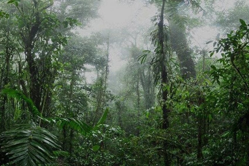 Monteverde 2