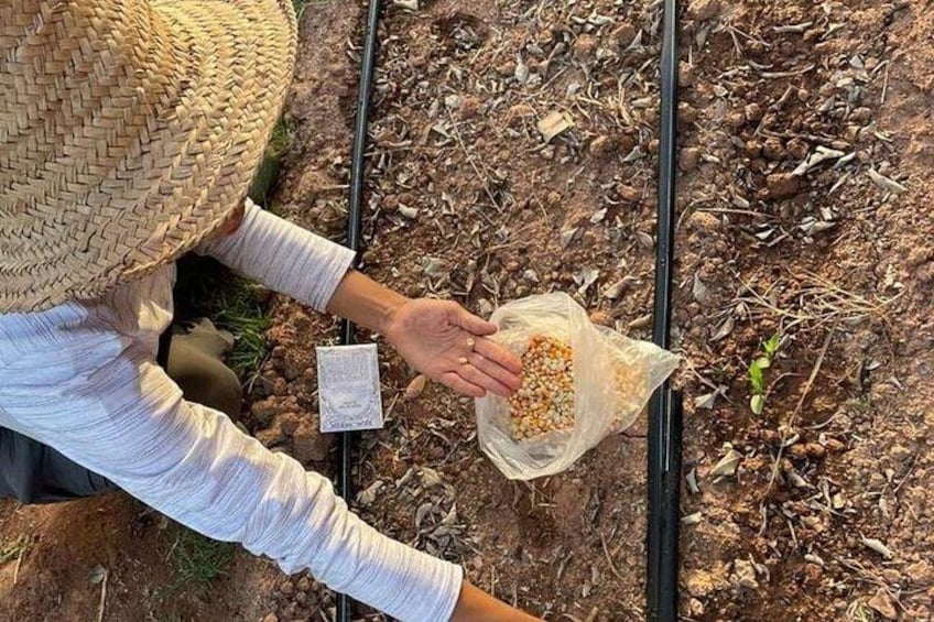A person examining soil samples in a field. 2