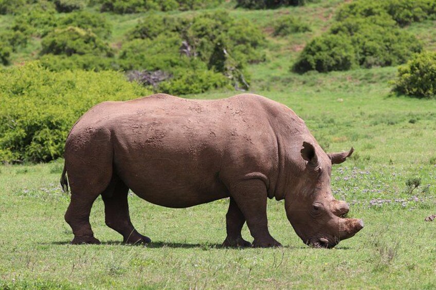 A rhinoceros in a grassy field with green bushes in the background. 3