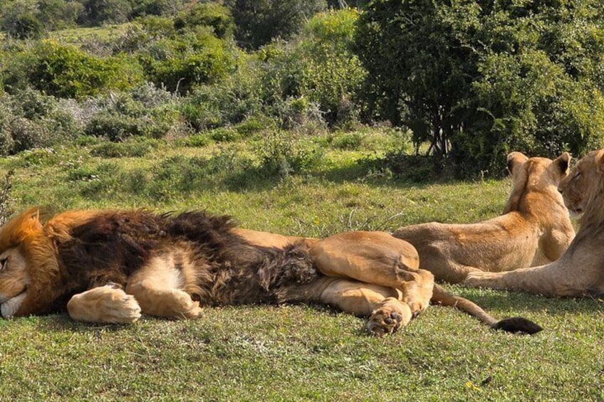 Full-Day Schotia Game Reserve & Giraffe Walk (Open 4x4 Vehicle) 2