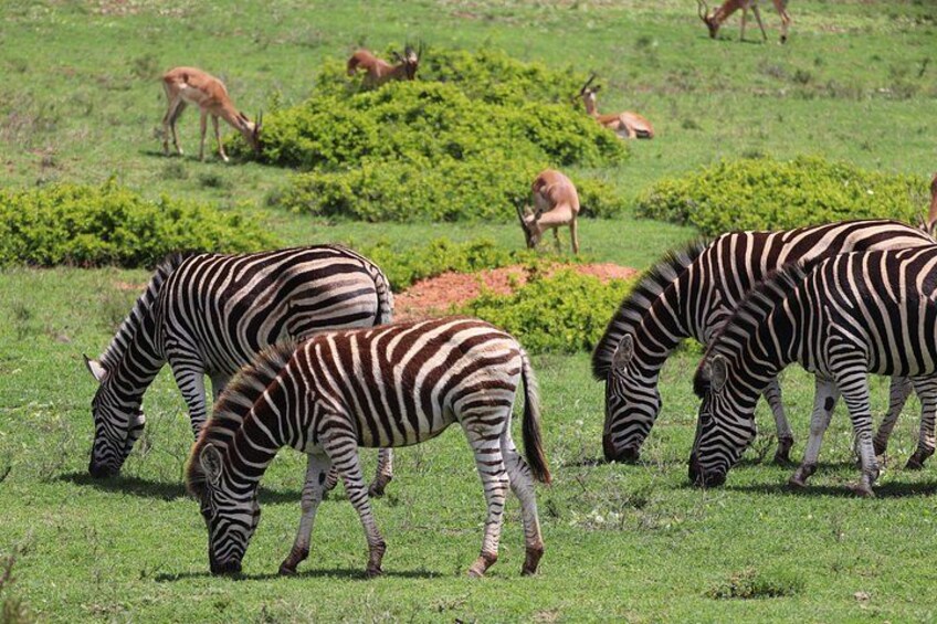 Zebras grazing in a grassy field with antelopes in the background. 2