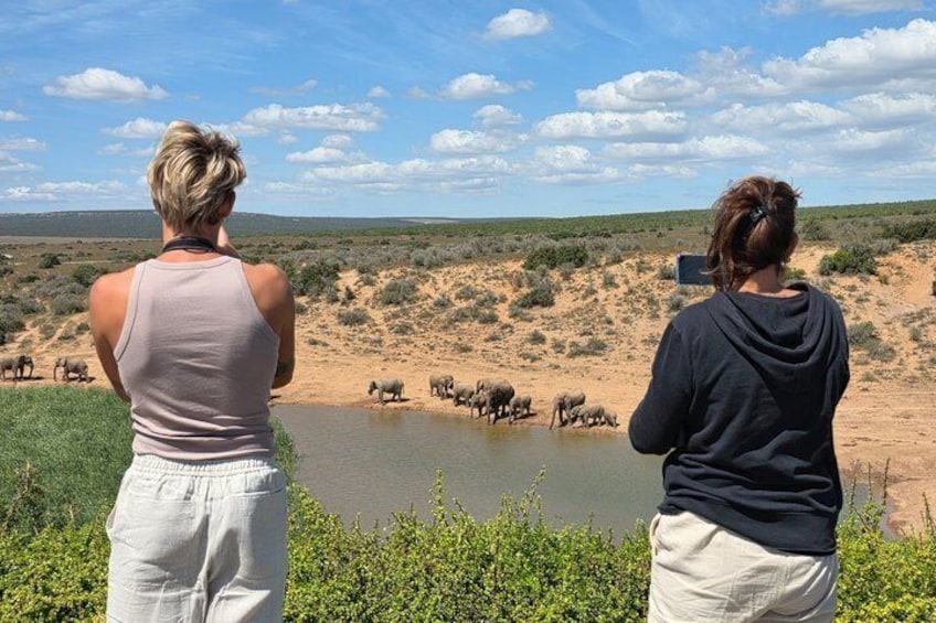 Full-Day Schotia Game Reserve & Giraffe Walk (Open 4x4 Vehicle) 2