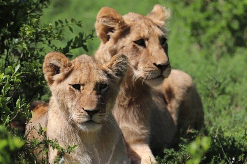 Full-Day Schotia Game Reserve & Giraffe Walk (Open 4x4 Vehicle) 4
