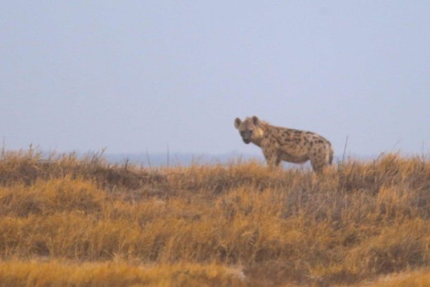 A hyena standing on a grassy hill. 2