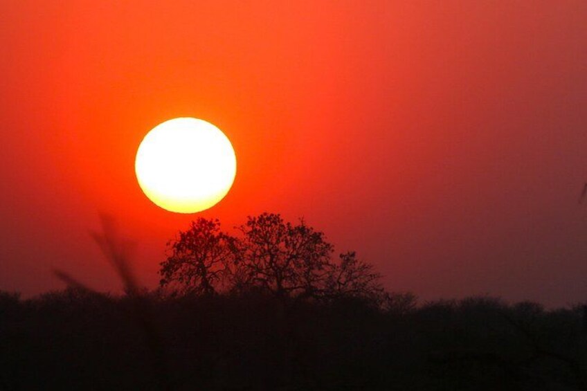 A sunset with a bright sun and silhouetted trees against a red sky. 3