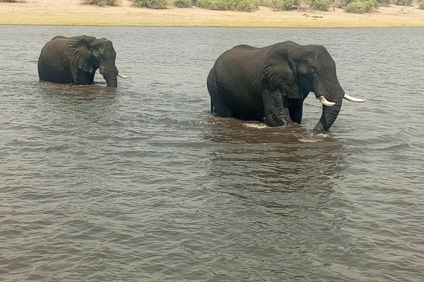 Two elephants in a body of water. 1