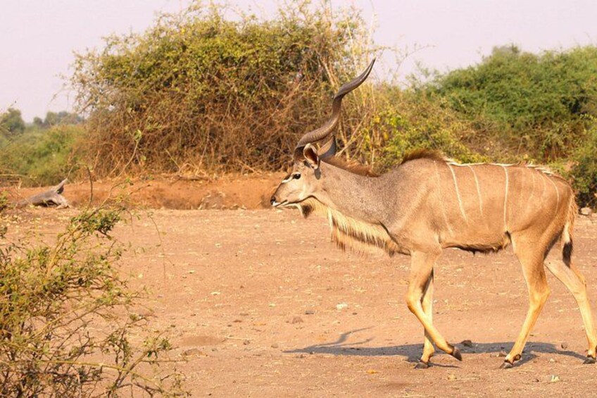 An antelope with large horns walking on a dirt path. 4