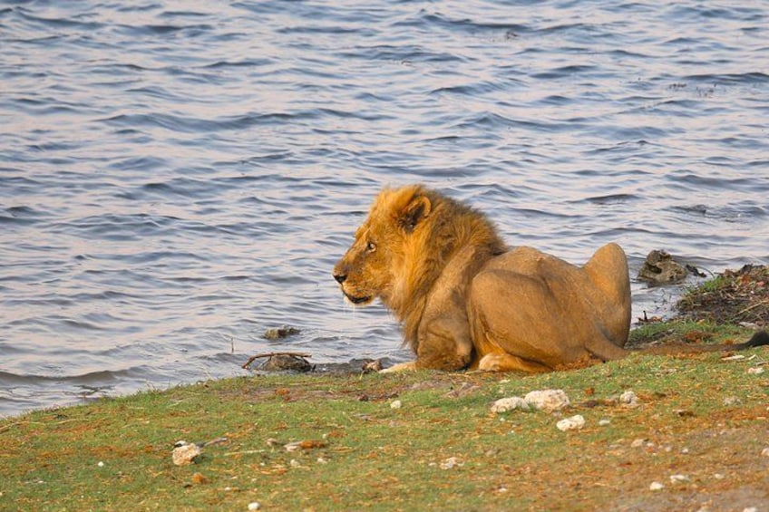 A lion sitting by a body of water. 5