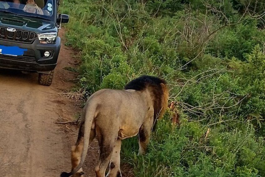 A lion walking beside a dirt road with a vehicle in the background. 2