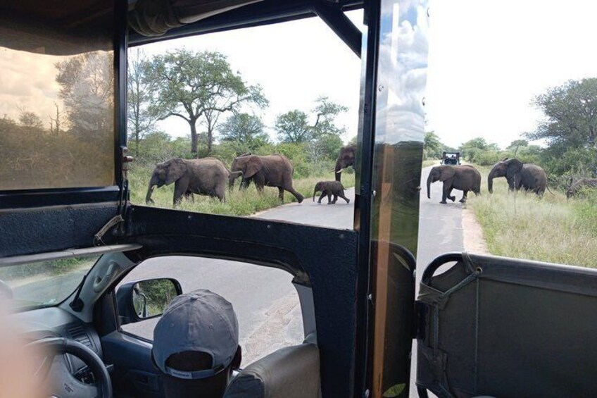 A safari vehicle with a view of elephants crossing a road in a savannah. 3