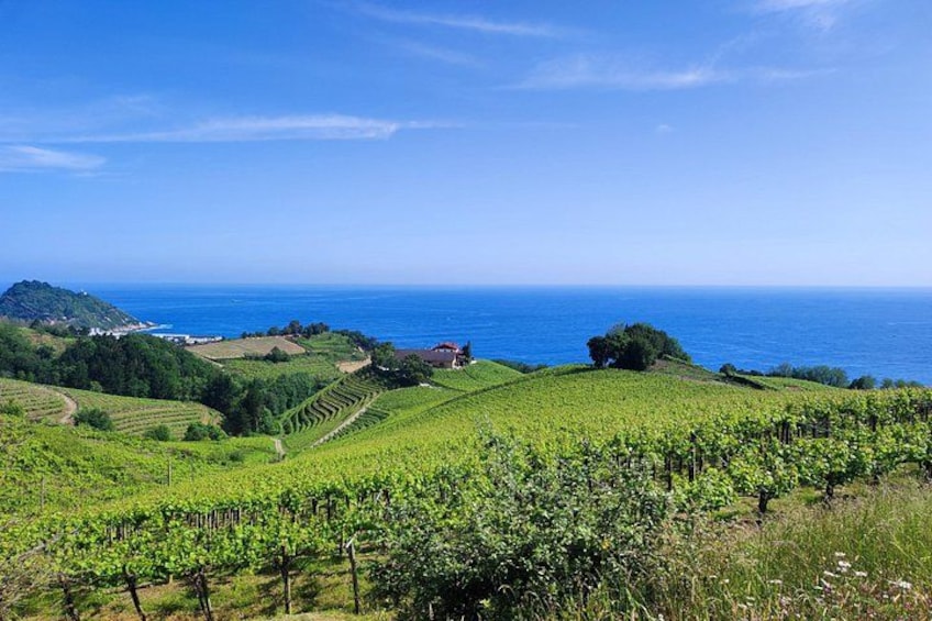Txakoli vineyards overlooking the sea 2