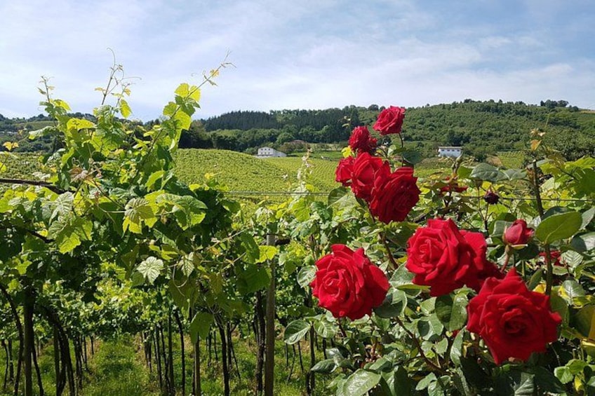 Txakoli vineyards 3