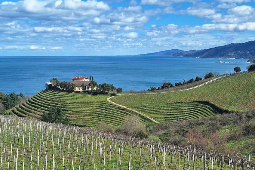 Txakoli vineyards in Getaria 1