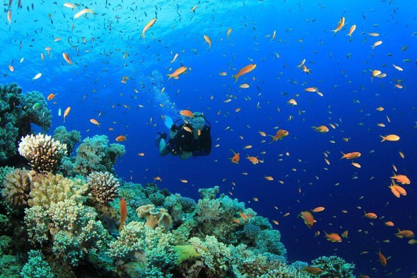 3 Fun Dives in Phi Phi islands for Certified Divers 4