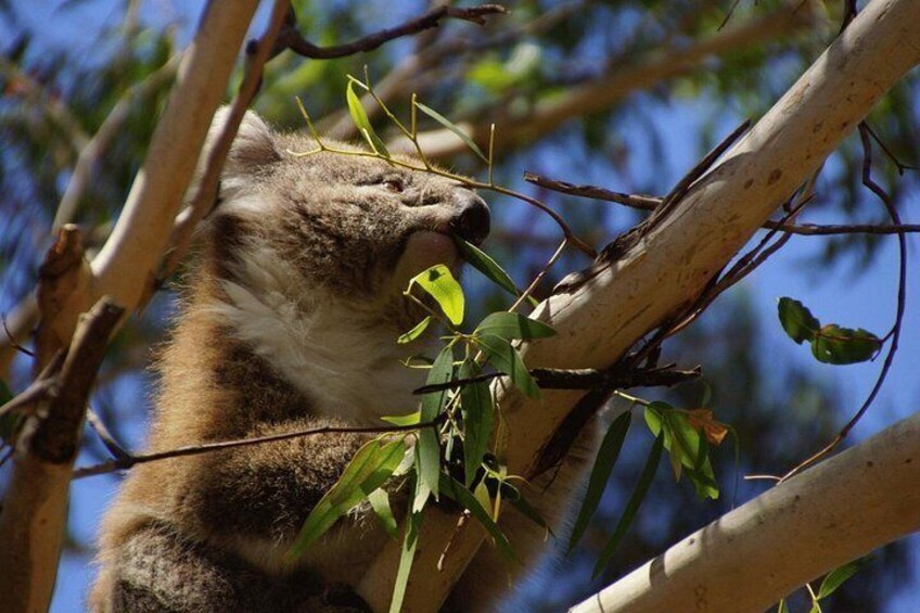 Australian Wildlife 4