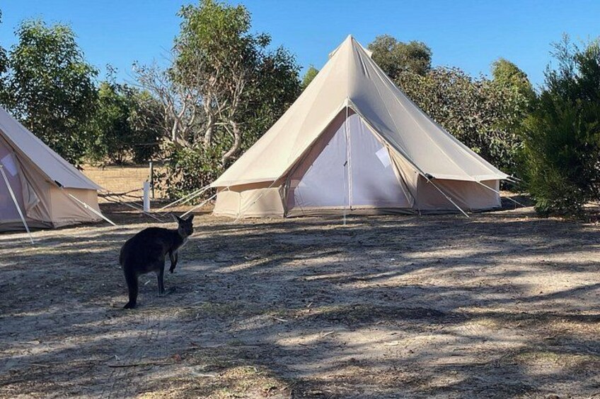 Visiting Kangaroo at our campsite 3