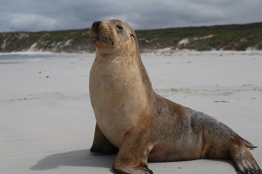 Australian Wildlife 3
