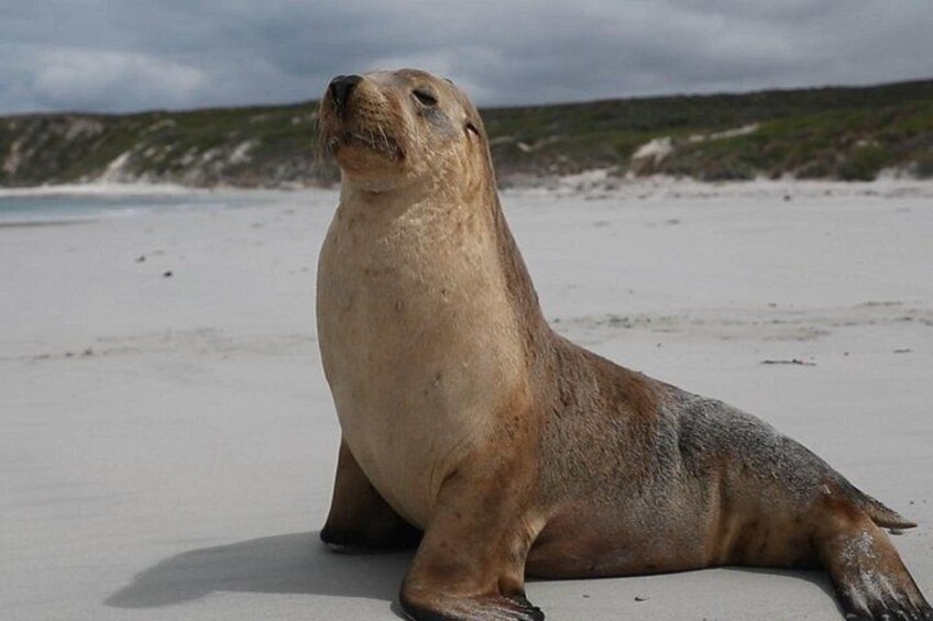 Australian Wildlife 2