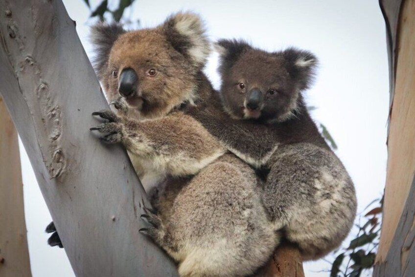 Australian Wildlife 3