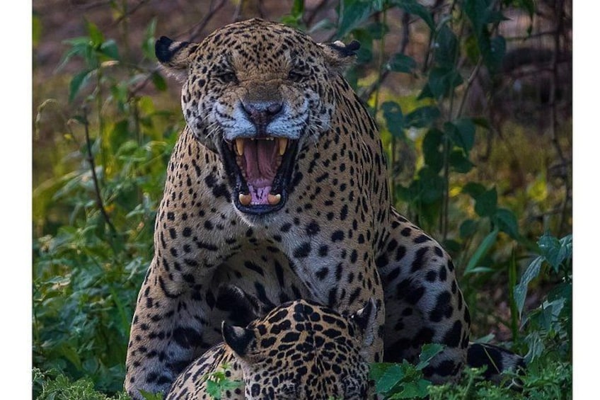 A leopard with its mouth open, surrounded by greenery. 4