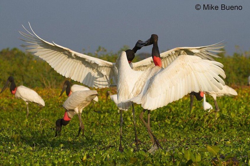 A group of white birds with black heads and red necks in a grassy field. 2