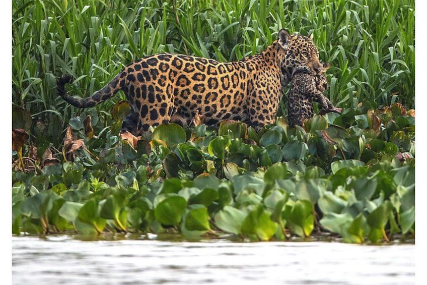 A leopard walking through a grassy area with water plants. 3