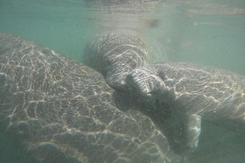 Classic Crystal River Manatee Swim Tour with Free Photos 3