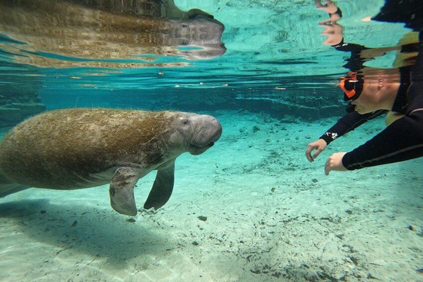 Classic Crystal River Manatee Swim Tour with Free Photos 1