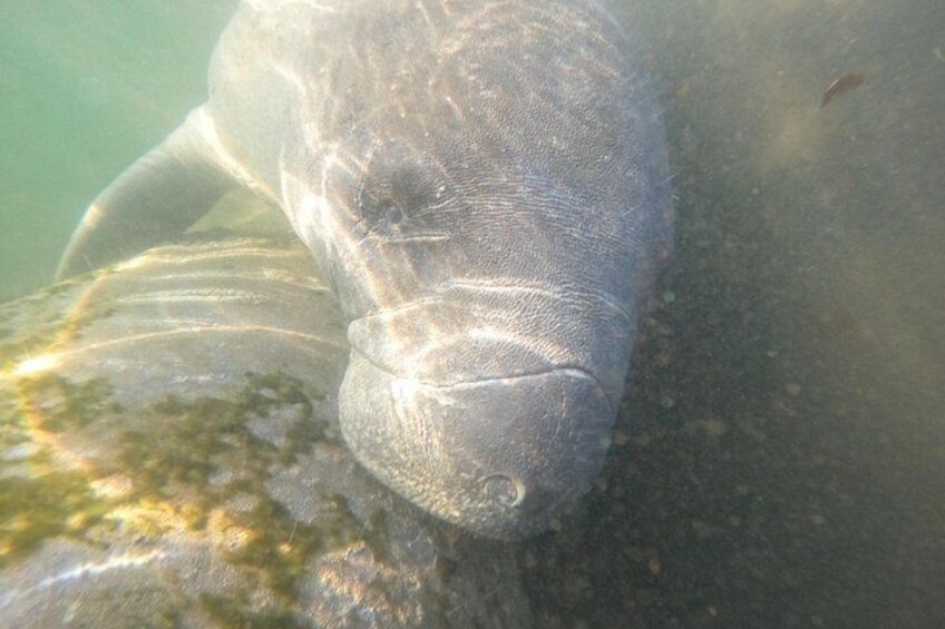 Classic Crystal River Manatee Swim Tour with Free Photos 5