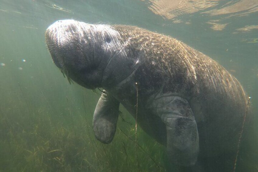 Un manatí parcialmente sumergido en el agua, con la cabeza y el torso superior visibles por encima de la superficie. 5