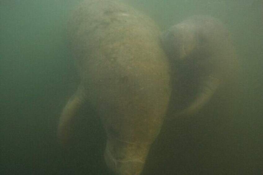 Escena submarina con un objeto grande y oscuro que parece una estructura sumergida o formación rocosa. 4
