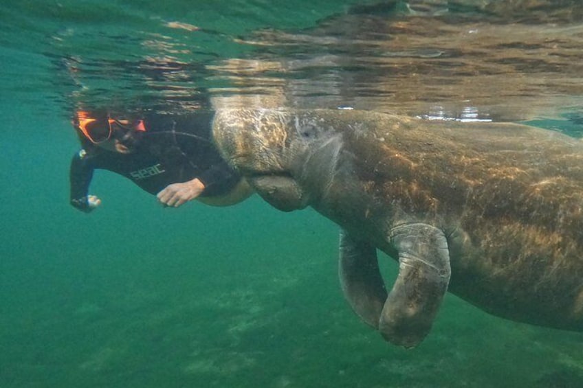 Classic Crystal River Manatee Swim Tour with Free Photos 5